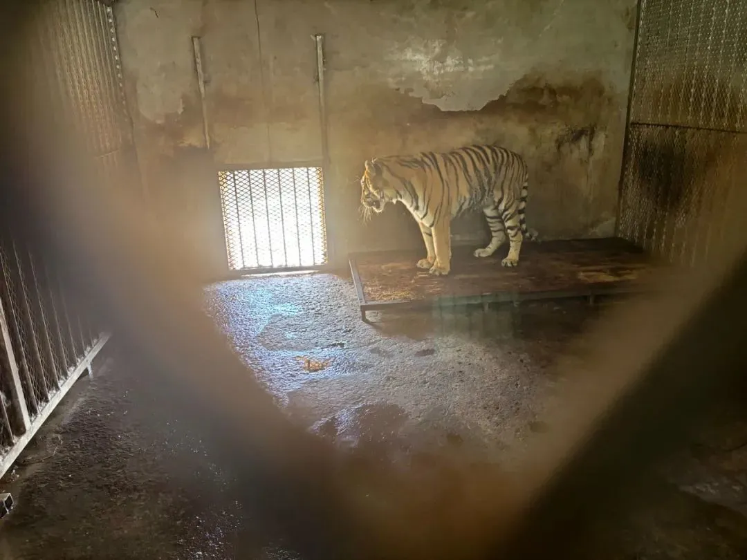 20只东北虎死亡之殇:人祸猛于虎