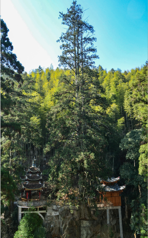 山水古村,茶香飘远……这是一个藏在深山里的人间秘境